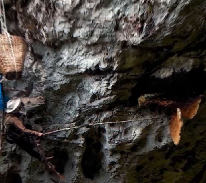 A honey hunter on a rope ladder against a cliff face in Nepal, wild comb hanging from the rock