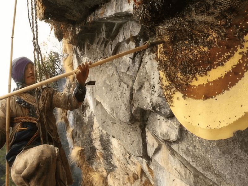 A honey hunter on a cliff in Nepal reaching for a wild honeycomb with a long pole